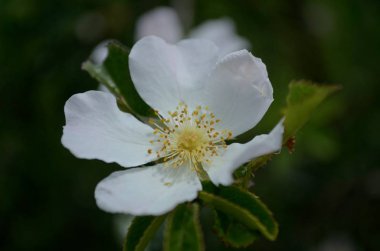  Bahar bahçesindeki bir dalda büyük bir elma ağacı çiçeği..
