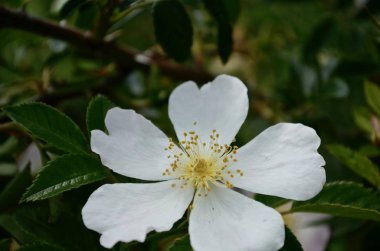 İlkbaharda sarı kabuklu ve erkeksi çiçeklerle açılmış elma çiçeği.