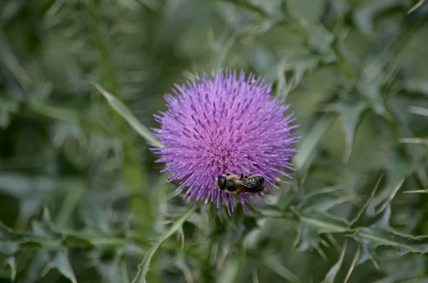 De bloem van de paarse distel in de steppe en de bij die erop zit en nectar verzamelt. — Stockfoto