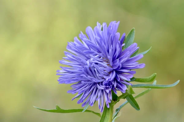 Astra květ je fialová mírně neotevřený na zeleném pozadí. — Stock fotografie