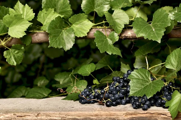 O grămadă de struguri de vin negru pe o placă veche de lemn pe partea laterală a frunzelor de pe viță de vie . — Fotografie, imagine de stoc