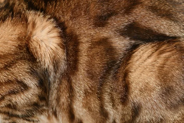 A pele do gato doméstico é marrom com manchas e listras n todo o quadro como um fundo textural . — Fotografia de Stock