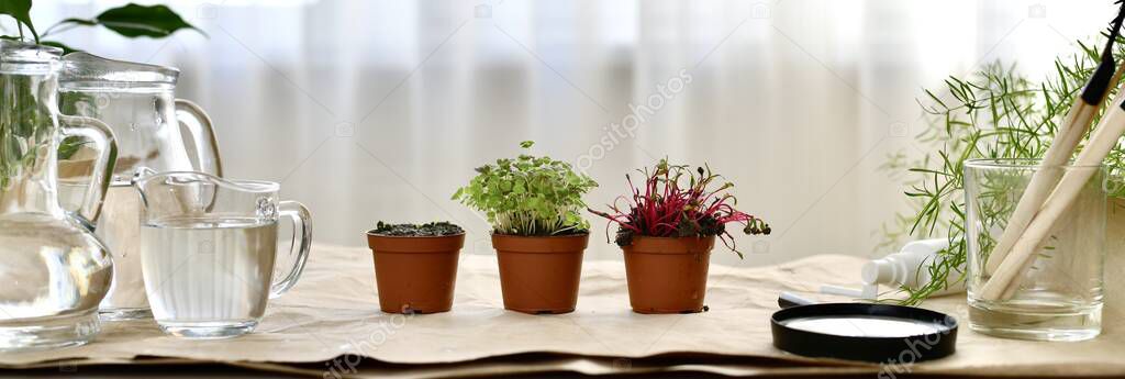 Three pots of sprouted beetroot sprouts, coriander and only piercing little cabbage. On paper next to water jugs and a tool, against the background of the window.