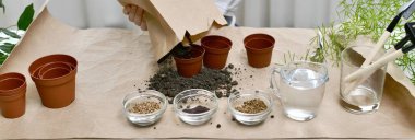  Mikro yeşil pancar, kişniş ve lahana tohumları ekiyorum. Sancak biçimi.