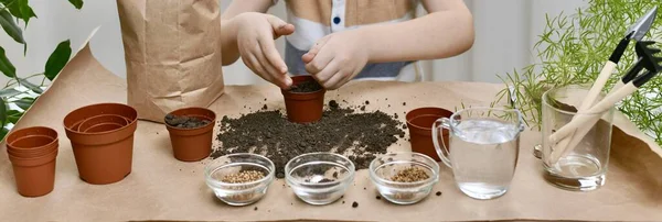 Plantando sementes de micro verdes de beterraba, coentro, repolho. A criança de mãos enche os potes. Formato da bandeira . — Fotografia de Stock
