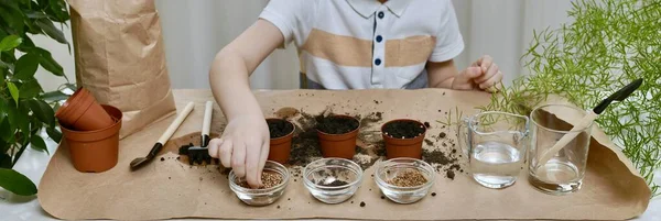 Hands Child Take Coriander Seed Transparent Bowl Planting Micro Greens — Stock Photo, Image