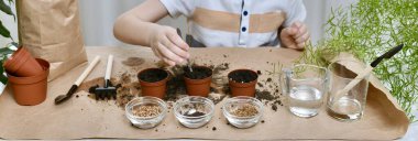  Mikro yeşillik ekiyorum. Cımbız kullanan bir çocuk şeffaf bir kaseden toprak kişniş tohumları ekiyor..