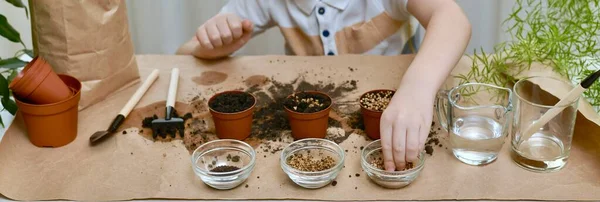 Child Reaches Seeds Cilantro Planting Small Flower Pots Indoors Surrounded — Stock Photo, Image