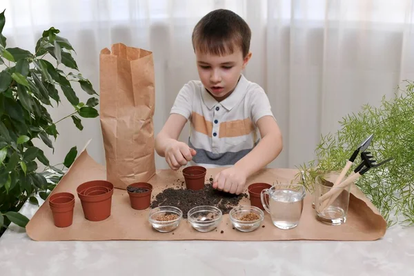 The child is busy planting seeds of micro greens in pots. He clamped the earth in a fist above the table. — Stock Photo, Image