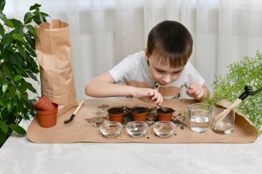 Mikro yeşillik ekmek çömleğe tohum ekmektir. Özenli çocuk tohumları cımbızla huniden geçirir..