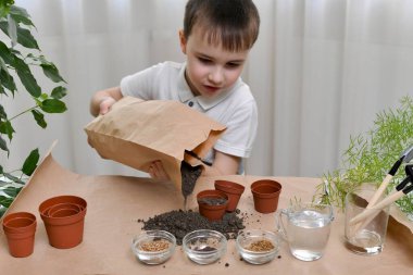 Çocuk küçük çömleklere mikro yeşillik tohumları ekmekle meşgul. Kese kağıdından toprağı döker, toprak uyanır..