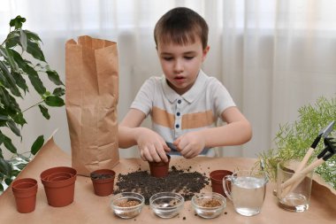  Bir çocuk tencerelere mikro yeşillik tohumları ekmekle meşgul. Dünyayı bir yumrukta masadan tencereye taşır..