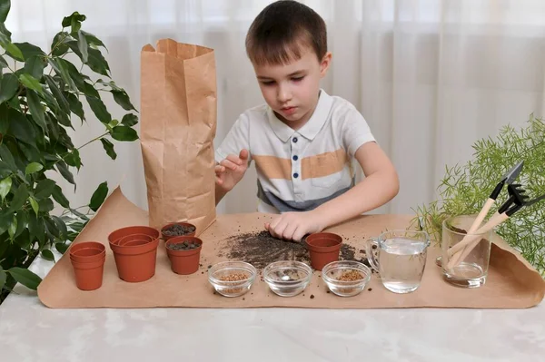 The child is busy planting seeds of micro greens in pots. Collects the earth in a fist from the table. — Stock Photo, Image