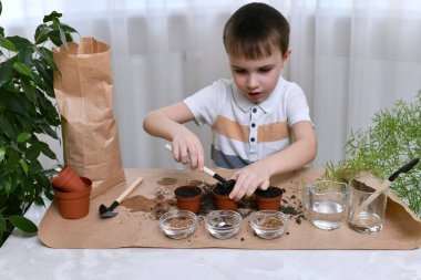 Bir çocuk çömleklere tohum ekmekle meşgul. Bir tırmık çocuk, ortada duran üç çömlekten birinde toprağı hazırlıyor..