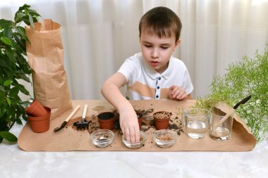 Çocuk küçük çömleklere mikro yeşillik tohumları ekmekle meşgul. Çocuk pancarları şeffaf bir bardaktan alıyor..