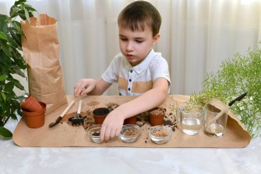 Çocuk küçük çömleklere mikro yeşillik tohumları ekmekle meşgul. Çocuk bir fincan lahana tohumu alır..