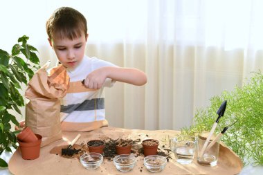 Mikro yeşillik ekmek çömleğe tohum ekmektir. Çocuk yumruğuyla torbadaki toprağı saksılara taşıyor..