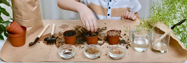 The child hand neatly lays the beet seeds in a pot of earth. In the room engaged in gardening. — Stock Photo, Image