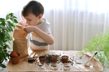 Mikro yeşillik ekmek çömleğe tohum ekmektir. Çocuk içinde toprak olan kese kağıdına bakıyor. .