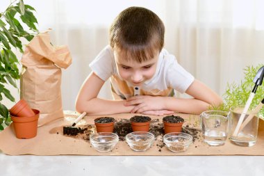 Evde büyüyen mikro yeşilliklerin arsası. Mutlu bir gülümsemesi olan bir çocuk çalışma ortamındaki çömlek tohumlarına bakar..