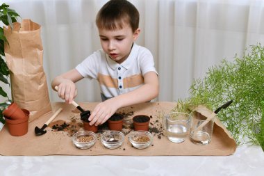 Evde büyüyen mikro yeşilliklerin arsası. Bir tırmık çocuk, çalışma ortamının sol tarafında duran üç tencereden birinde toprağı hazırlıyor..