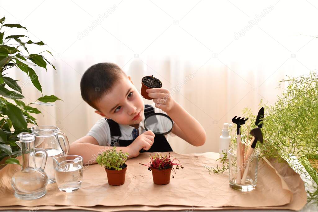  The a boy with a magnifying glass in his hand examines the air holes the bottom pot with sprouts on the table.