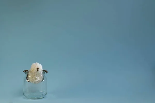 Pássaro Pelúcia Engraçado Senta Isolamento Espreitando Para Fora Frasco Segurando — Fotografia de Stock