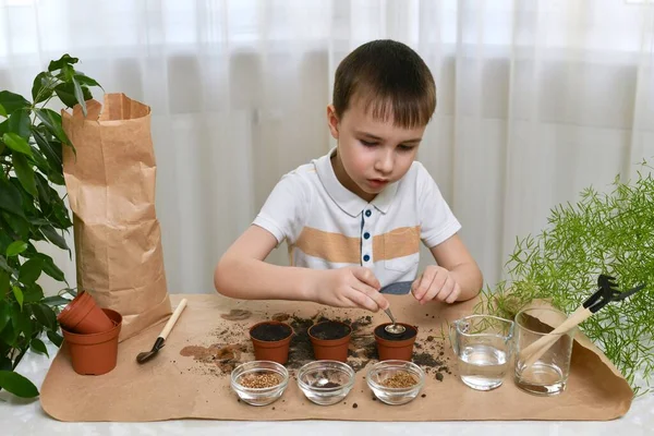 Plot Planting Growing Micro Greens Home Boy Gently Puts Seeds — Stock Photo, Image