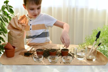 Evde büyüyen mikro yeşilliklerin arsası. Çocuk paketin yanında duruyor ve gülümsüyor. Avucundaki toprağı çalışma ortamındaki çömleklere döküyor..