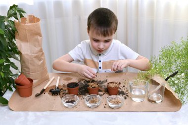 Evde büyüyen mikro yeşilliklerin arsası. Çocuk cımbızla tıkanmış huni deliğini temizliyor..
