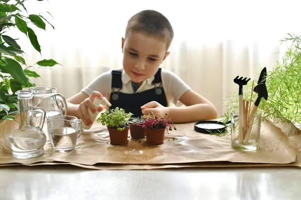 Boy Caring Sprouts Micro Greens Coriander Cabbage Beets Pots Child — Stock Photo, Image