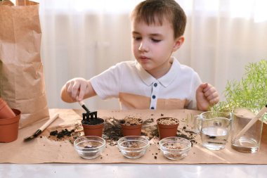 Evde büyüyen mikro yeşilliklerin arsası. Bir çocuk, çalışan bir ortamda tohumlarını saklıyormuş gibi görünür..