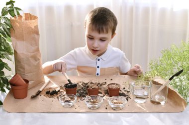 Evde büyüyen mikro yeşilliklerin arsası. Çalışan bir ortamda tohumların üstüne toprak dağıtan bir çocuk..