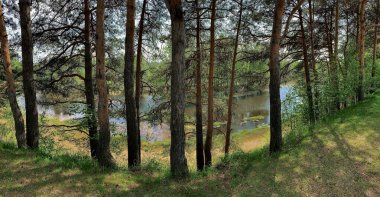 Surgut Rusya Yugra şehrinin jeologlarının meydanındaki ormanlık alanın panoraması. Çam ağaçlarının gövdeleri Ob Nehri 'nin akıntısı boyunca açık güneşli bir gündür..