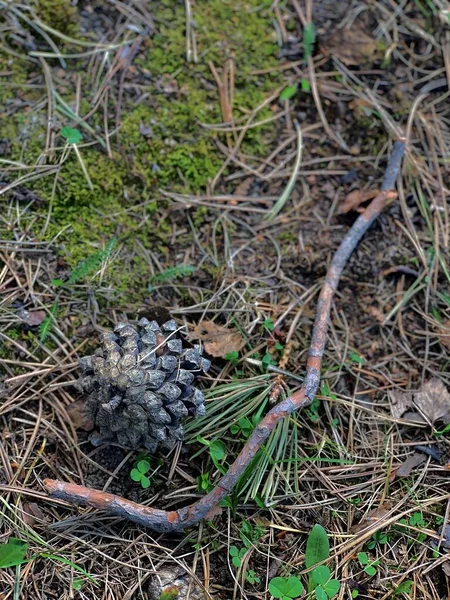 Фон Пружинной Поверхности Почвы Тайге Pine Cone Branch Fallen Ground — стоковое фото