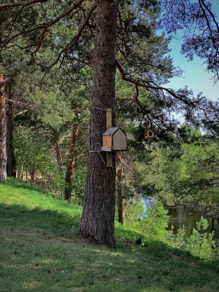 Área Arborizada Praça Cidade Surgut Rússia Yugra Pinheiro Com Alimentadores — Fotografia de Stock