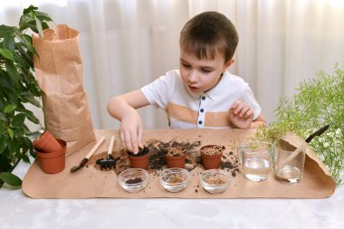 Evde büyüyen mikro yeşilliklerin arsası. Çocuk, çalışma ortamında çömleğe tünel açıyor..