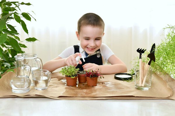  A boy giggles softly and splashes water on pots of plants, caring for sprouts of micro greens of coriander, cabbage and beets in pots. Spraying with water from a spray bottle.