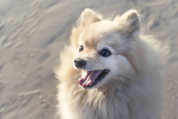 Felice Sorridente Piccolo Cane Pomerania Spitz Bocca Aperta Allegro Giocoso — Foto Stock