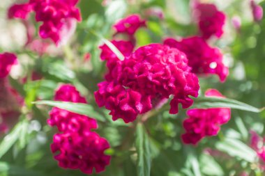 Penis tarağı. Asya, Vietnam ya da Tayland 'da yeşil yapraklı güzel tropikal pembe ya da kırmızı taze çiçekler. 