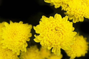 Yakışıklı adam sevgililer gününü ısırdı, genç adam sevgilisini.