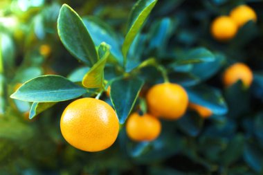Yaprakları büyüyen taze mandalinalar, bir ağaca tutun, dallara. Bahçede meyve hasadı. Sağlıklı vejetaryen ya da vejetaryen yemekleri. Citrus bitkileri, mandalinalar. C vitamini.