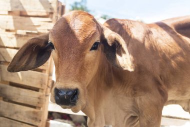 Kırmızı kahverengi bir boğa portresi, buzağı. Güzel hayvan, güneşli bir yaz gününde açık havada. Üzgün bakışlı üzgün inek Zebu 'nun Asyalı portresi. Öldürmeyi, hayvanları yemeyi bırak, vegan ol..