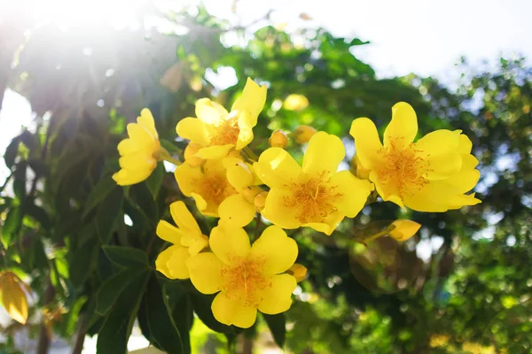 Ochna Integerrima Mooie Gele Bloem — Stockfoto