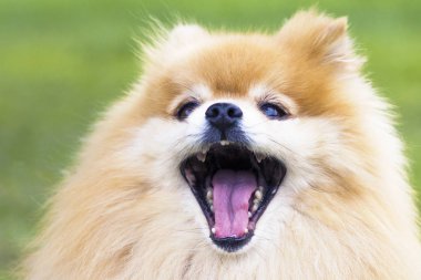 Cute angry puppy barking with tongue out and open mouth.  Funny Pomeranian Spitz dog close up photo, portrait. Happy smiling animal, positive emotion, expression, shout, yells out loud. Wow, surprise. clipart
