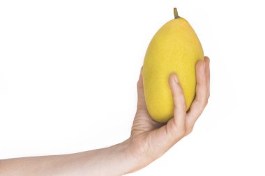 Beyaz arka planda izole edilmiş taze sarı mango meyvesi. Sağlıklı, tropik, egzotik vejetaryen ya da vejetaryen bir bitki tutan kişi, erkek ya da kadın. Minimalizm, kopyalama alanı. Hasat..