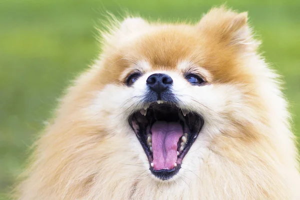 Cute angry puppy barking with tongue out and open mouth.  Funny Pomeranian Spitz dog close up photo, portrait. Happy smiling animal, positive emotion, expression, shout, yells out loud. Wow, surprise.
