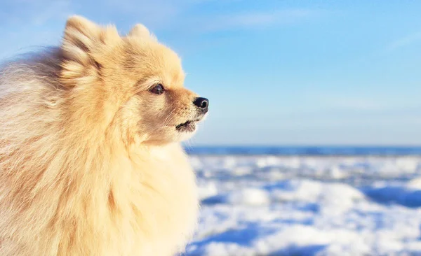 Κοντινό Πορτρέτο Του Χαριτωμένου Σοβαρού Pomeranian Spitz Σκύλου Μια Κρύα — Φωτογραφία Αρχείου