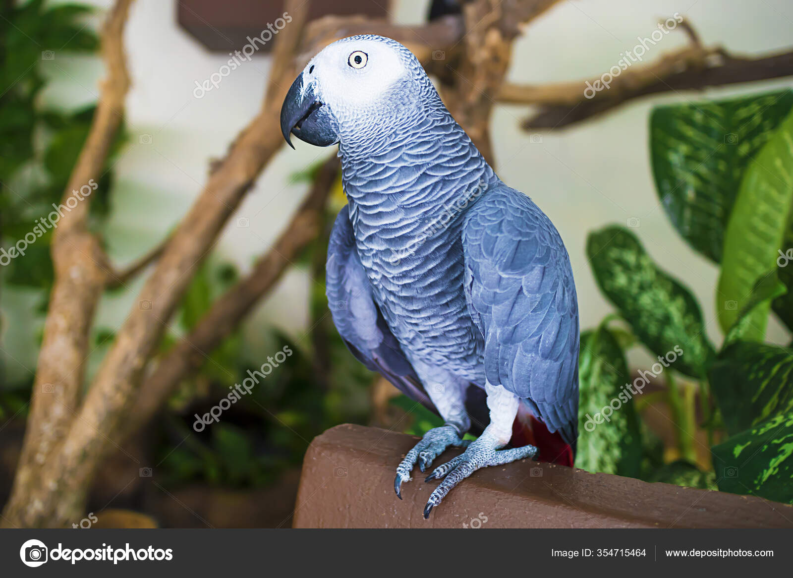Blue African Grey