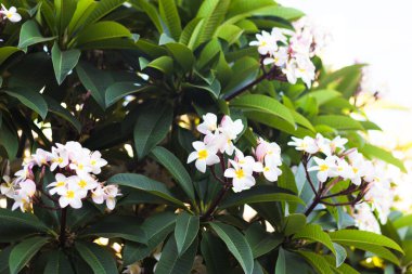 Frangipani ya da Plumeria 'nın Asya' da, Vietnam 'da ya da bahçede çekilmiş güzel, taze, egzotik, beyaz ve sarı bir çiçeğin fotoğrafı. Çiçekli ağaç. Çiçek, çiçek, bahar, yaz konsepti